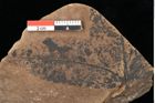 Foto (Detailansicht) von Xylomites liquidambaris Ettingshausen (NHMW-GEO-2024-0188-0055)